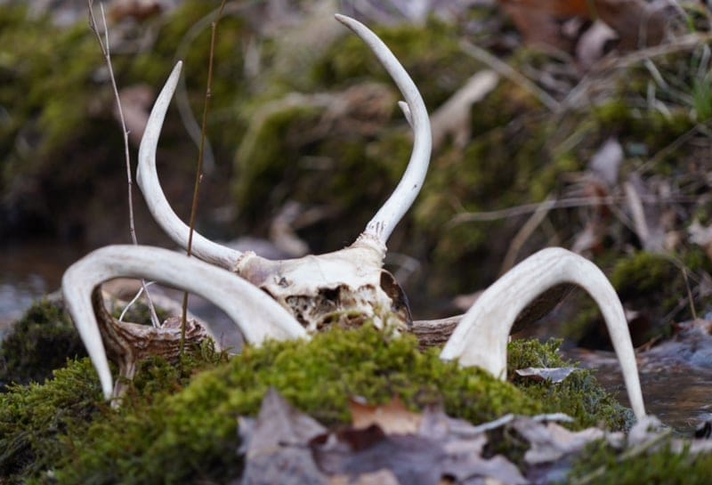 shed antlers