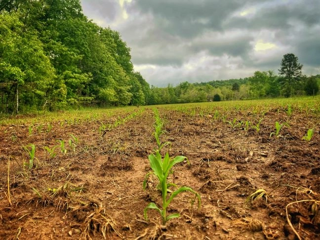 The Who, What, When, And Why’s Of Summer Food Plots