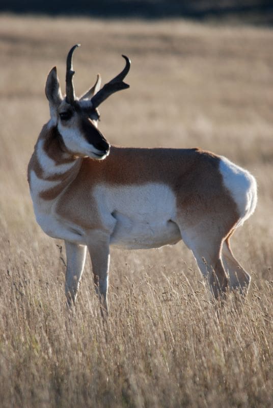 Speed Goats In The Cowboy State