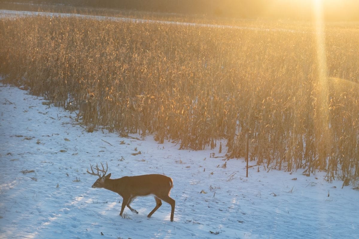 Late Season Muzzleloader Hunting: The Perfect Time For A Mature Buck