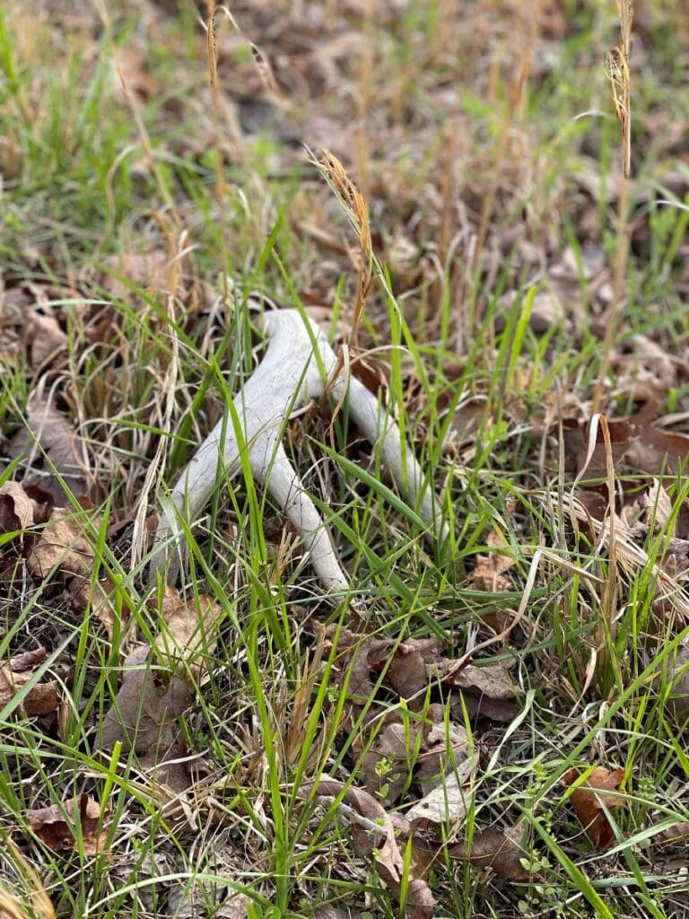 Winter Shed Hunting: The Perfect Outdoor Activity And Exercise